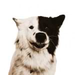 Anuki Therapie Hund