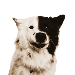 Anuki Therapie Hund