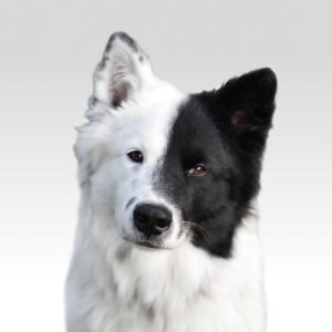 Porträt von Anuki, Therapiehund